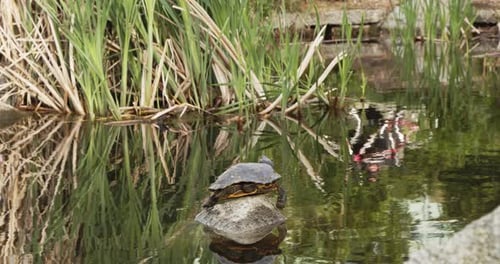 Tortue sur un rocher sur un étang avec de hautes herbes derrière