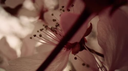 Closeup View of Tree Flowers Blooming on Tree Branch. Delightful Floral Background
