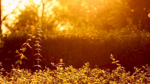 Golden sunset over hedges and plants in a park