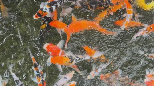 Bunte Koi-Fische mit gefleckter oder oranger Farbe schwimmen schnell im Flusswasser