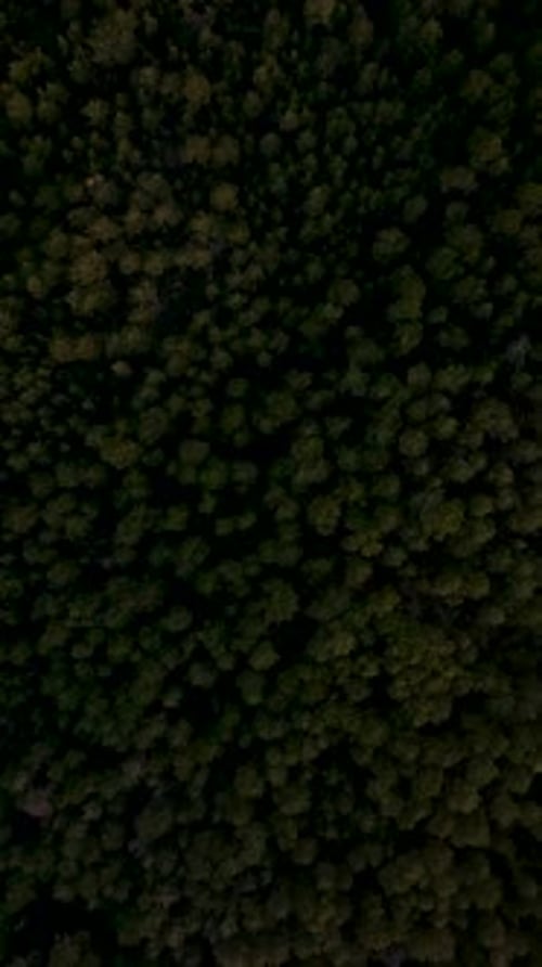 Vertical Video Aerial Wonders Dark Forest and Enigmatic Green Wilderness Cinematic Drone Shots