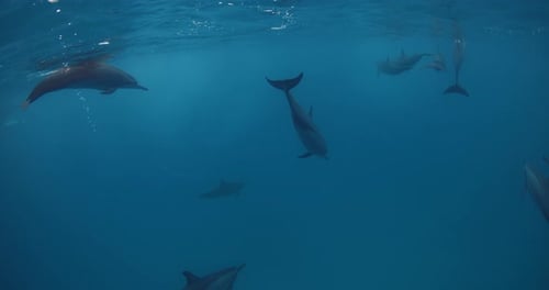 Dolphins Playing and Swims Underwater in Blue Sea Dolphin Family in Maldives