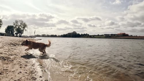Dog Runs Playfully on Beach into Water