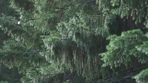Raindrops cover the soft needles on the pine tree branches. A close-up parallax shot.