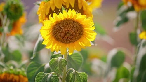 Sunflowers 4k