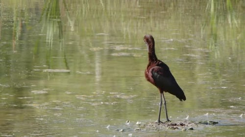 White-faced Ibis bird in wetland pond grooms reddish brown plumage