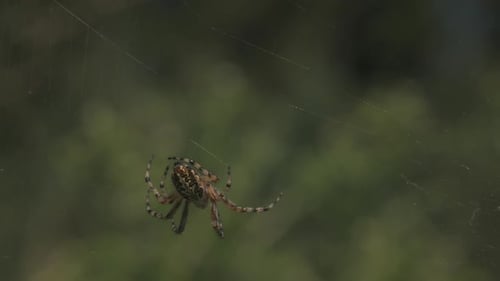 Close Up of a Tiny Spider on the Web on Green Defocused Background of a Summer Meadow