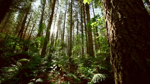 Bosque de pinos de Nueva Zelanda: árboles maduros, en constante movimiento