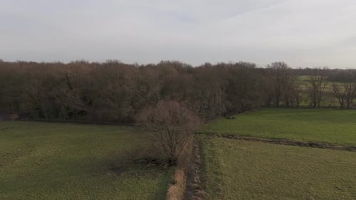 Drone shot of an old tree in a green grass landscape in the middle of a meadow on a sunny day.