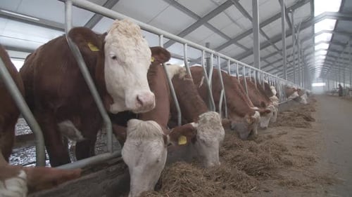 Simmental Breed Of Cows On The Farm