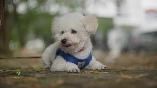 Adorable White Dog Resting Outdoors