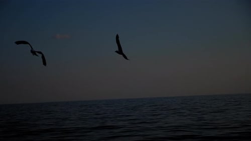 Silhouette of a Flock of Seagulls Flying Over the Waves Behind a Floating Ship