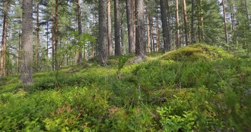 Aerial View of the Forest. Camera moves from the first person through the thicket of a pine forest