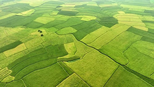 Aerial view of green agricultural fields, Bangladesh.