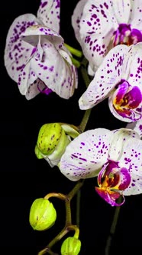 Blooming Orchid Flower on Black Background