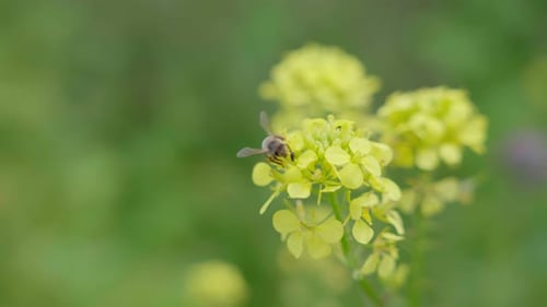 Gelbe Wildblumen mit Insektenbestäubung