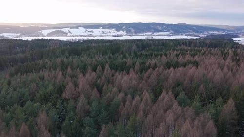 Green conifer forest in winter, panoramic drone landscape from Czechia. Aerial view of evergreen