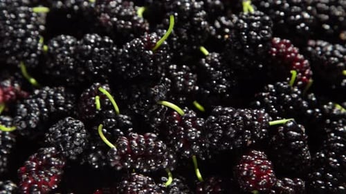 Morera en un bol Cosecha de moras en verano Fruit Food Antecedentes