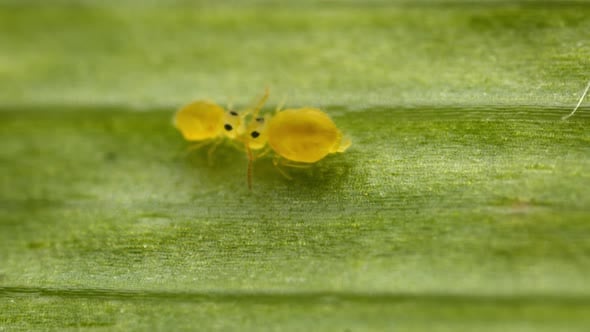 Springtail (Collembola) couple view. Globular springtails (family ...
