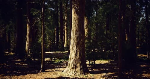 Majestic Tree Standing Tall in a Sun Dappled Forest During Midday