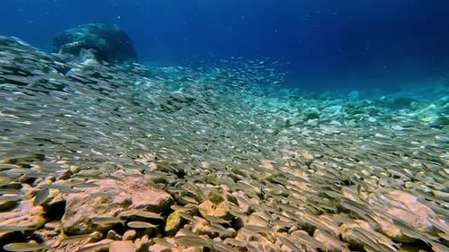 Large School Of Fish Underwater