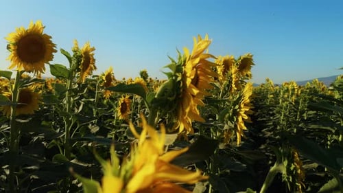 Golden Yellow Sunflower Plant In Field In Warm Sunlight 39