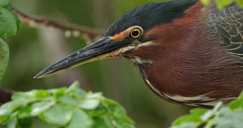 Green heron (Butorides virescens), Guadeloupe, french caribbean islands