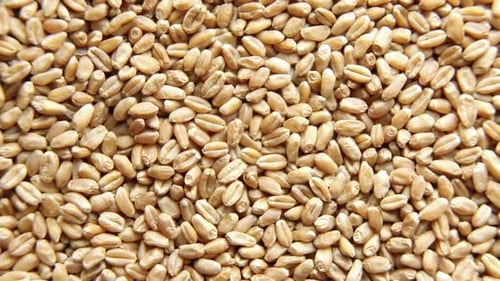 A Grain of Wheat Rotates in Closeup