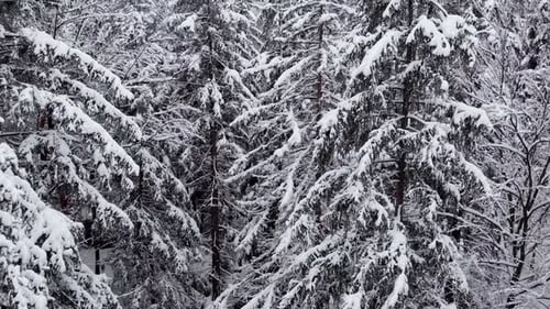 Aerial view rising in front of snowy trees, revealing a small cottage, a river and a bridge, in midd