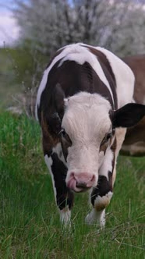 Cows on pasture. Calf and a dairy cow eating green grass. Domestic animals on a meadow.
