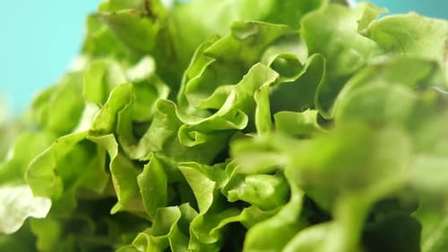 Green Lettuce Leaves on a Chopping Board on Table