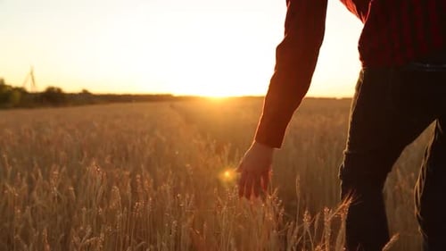 Male Hand Touching a Golden Wheat Ear in the Wheat Field Sunset Light Flare Light Unrecognizable