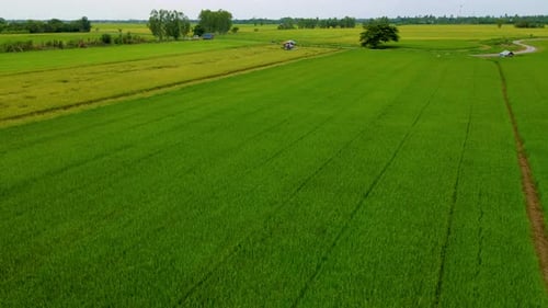 Green Rice Paddy Fields in Central Thailand Suphanburi Region