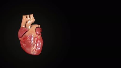 Detailliertes menschliches Herzmodell mit sichtbaren Arterien auf schwarzem Hintergrund
