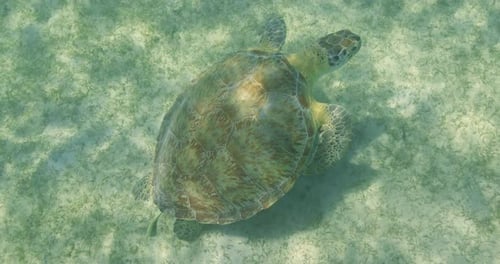 A sea turtle gracefully glides above the sandy ocean floor in shallow, clear water, casting a