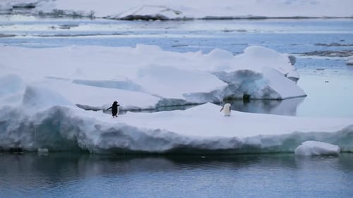 Two Penguins Perched on Icy Floe in the Cold Antarctic Ocean