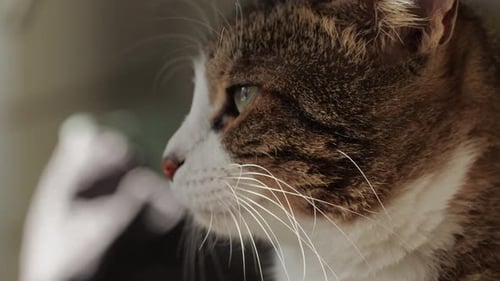 Nahaufnahme einer dreifarbigen Katze, die zu Hause sitzt und schaut, Katze mit gelben Augen