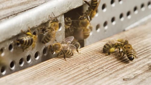 Honey Bee Wooden Beehive with Insects Concept of Beekeeping