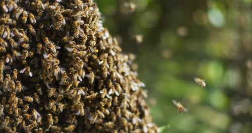 Close Shot of Working Bees and Large Swarm