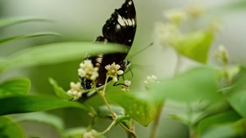 Schmetterling auf einer Blume im Garten