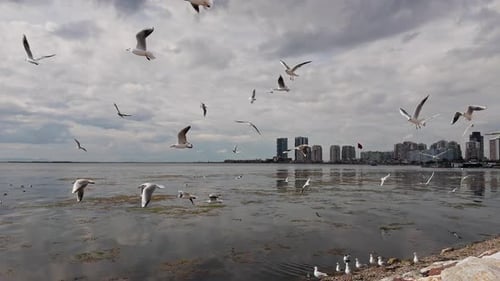 Seagulls Flying Over Sea with City Background