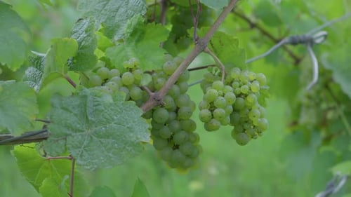 Grappe de raisin Riesling attachée de près à la vigne, vignoble, région de la Moselle, France