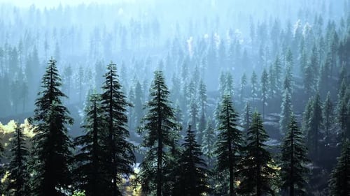 Sunset in the Mountains with Forest and Shining Sun