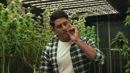 Marijuana Farmer Smoking Rolled Marijuana Weed Joint in Curative Marijuana Farm