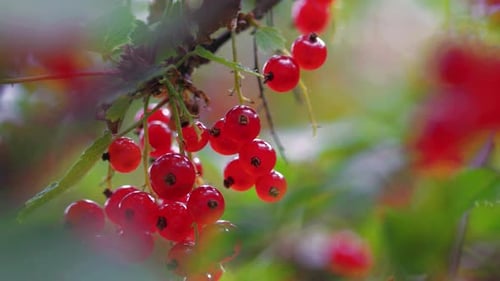 Red Currant Branch in Nordic garden, close up