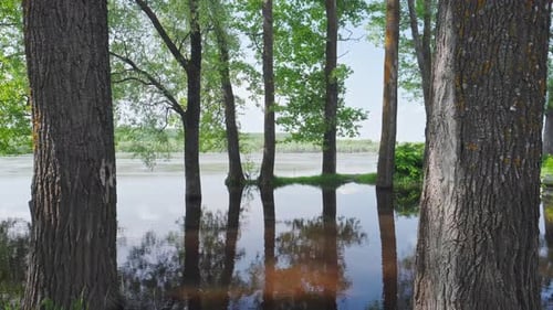 Water lifting. High water rise on the river with trunk of tree underwater