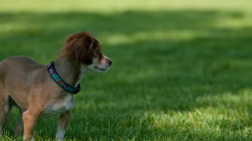 Cute little dog on a walk running in the park animal training in the nature the dog is running away