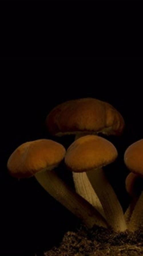 Macro Shot of Mushrooms Growing in Soil
