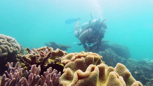 Ocean, underwater and man with scuba diving by coral reef, research or sustainable marine