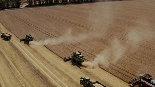 Harvester Harvests Wheat Crop On Field
